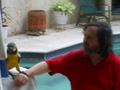 parrot5.jpg