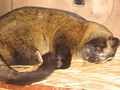 civet.jpg