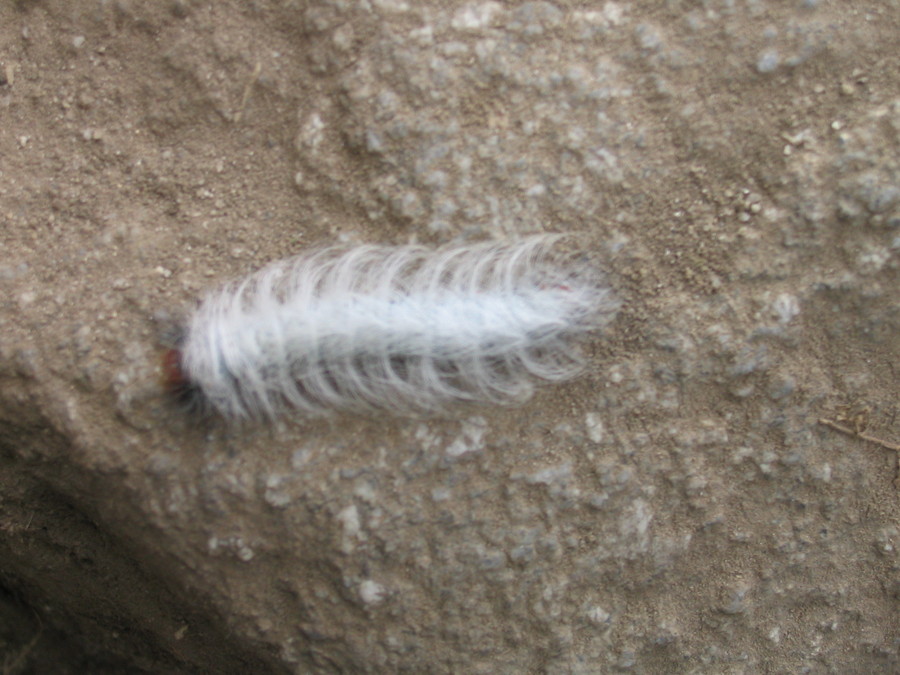 caterpillar.jpg