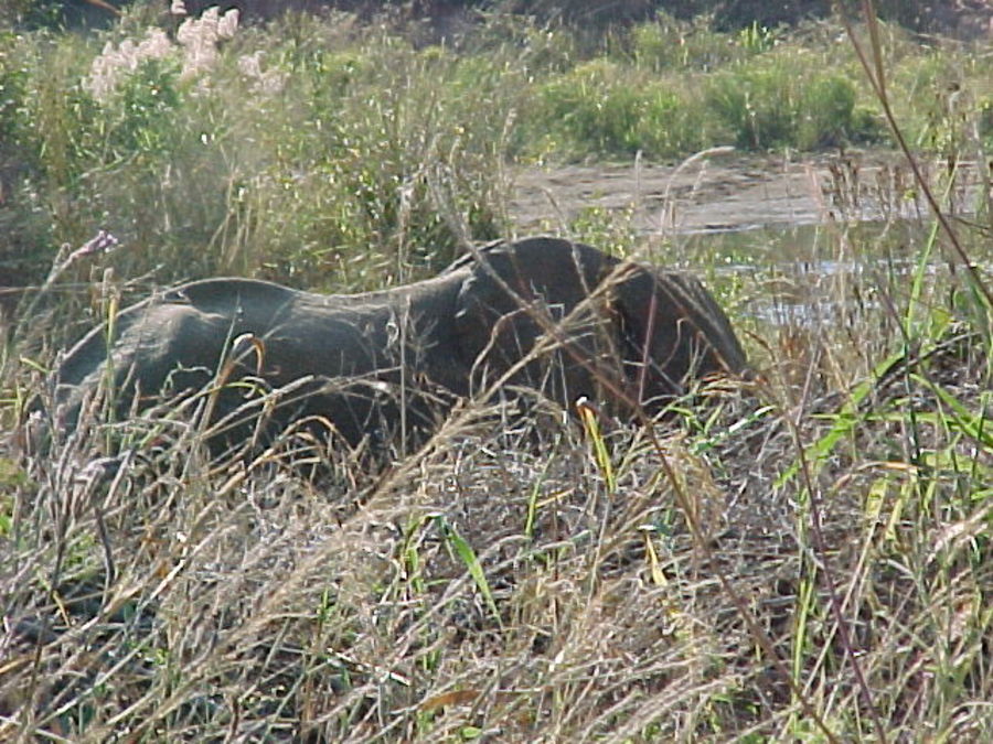 hidden-elephant-1.jpg