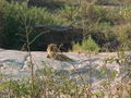 lion-on-the-rocks.jpg