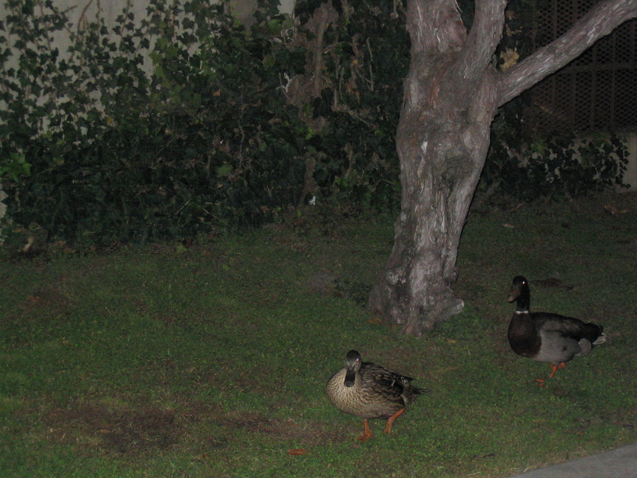 venice-street-ducks.jpg