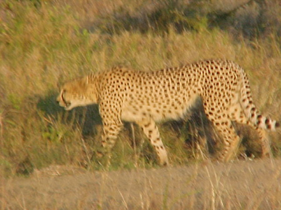 cheetah-close.jpg