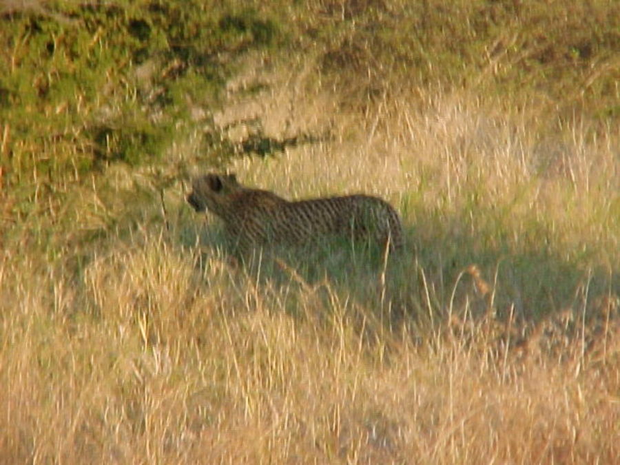 cheetah-walks-away.jpg