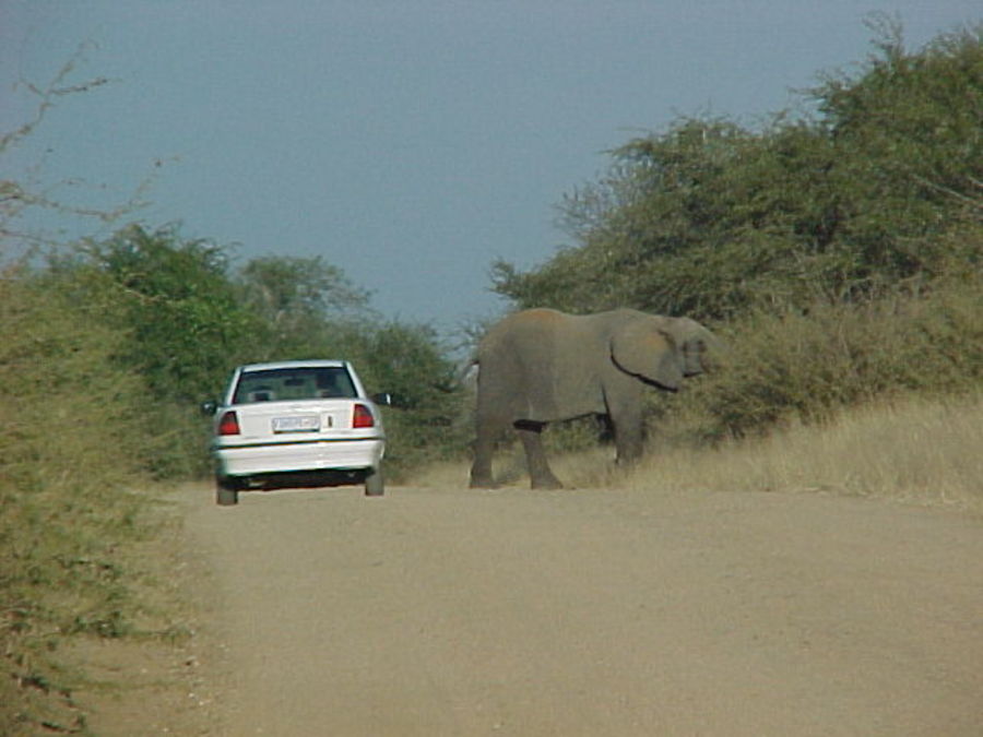 elephant-further.jpg
