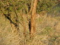 cheetah-behind-tree.jpg