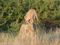 cheetah-perches.jpg