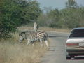 zebra-crossing.jpg